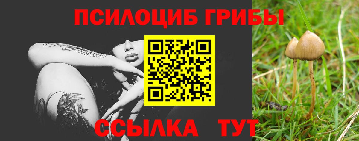 дарнет шоп  Вход с VPN  Псилоцибиновые грибы Psilocybe  Пенза  Псилоцибиновые грибы Psilocybe 